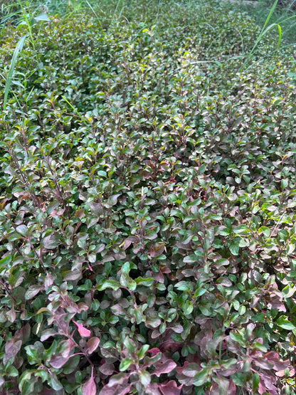 Nanthra Plant (Alternanthera)