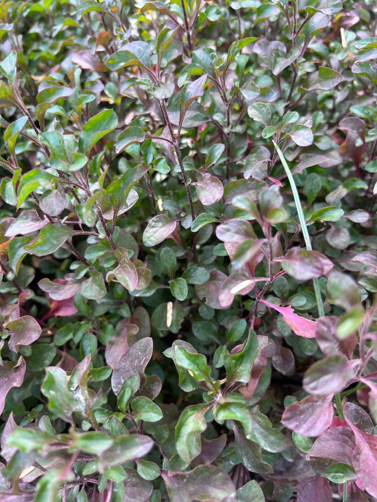 Nanthra Plant (Alternanthera)
