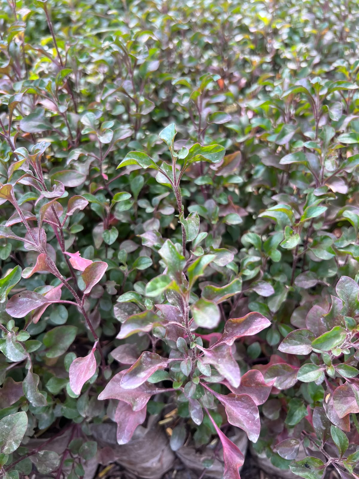 Nanthra Plant (Alternanthera)