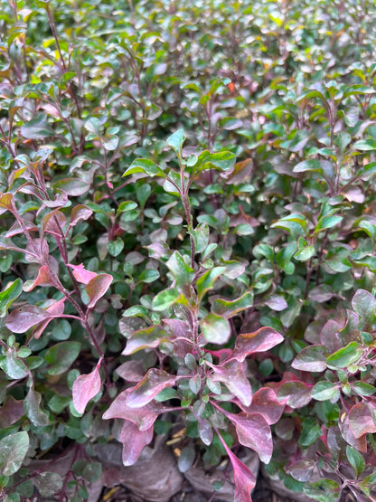 Nanthra Plant (Alternanthera)