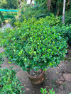 Panda Ball Ficus 18 inch
