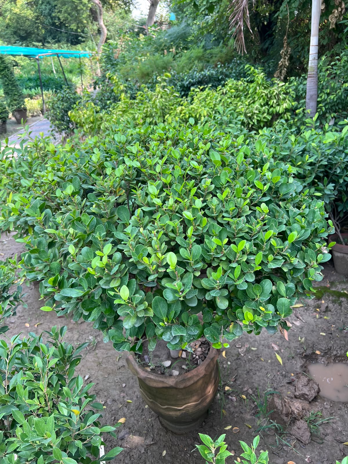 Panda Ball Ficus 18 inch