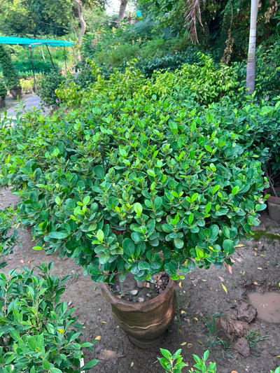 Panda Ball Ficus 18 inch