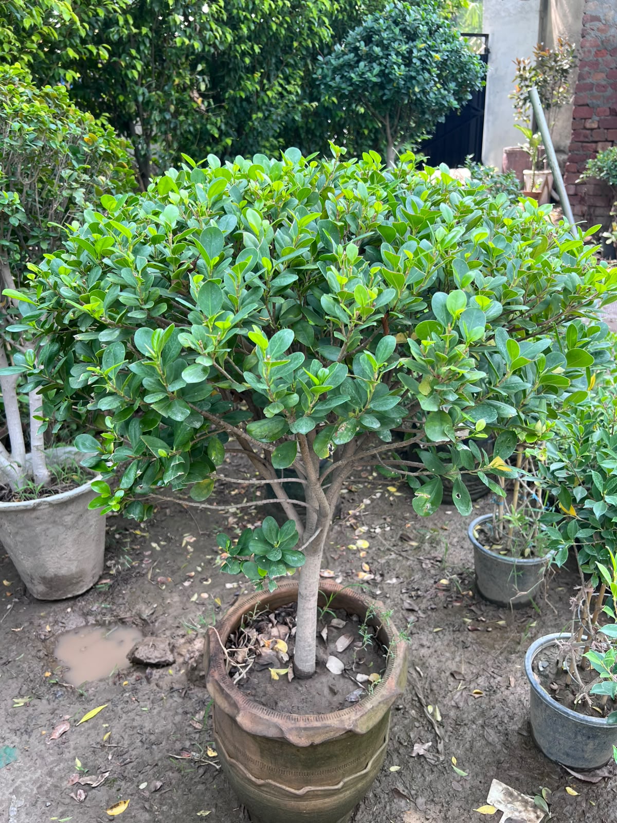 Panda Ball Ficus 18 inch
