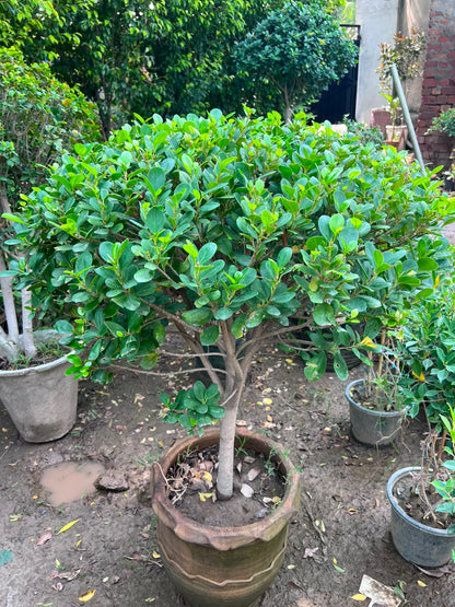 Panda Ball Ficus 18 inch