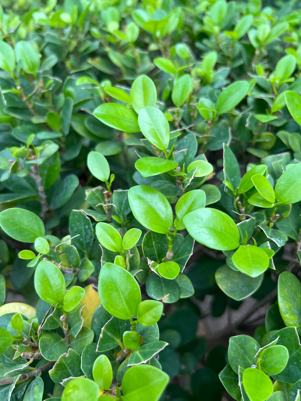 Panda Ball Ficus 18 inch