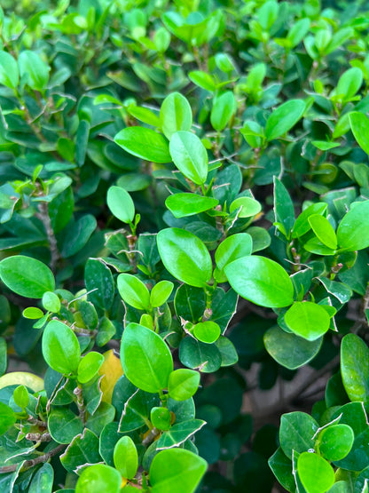Panda Ball Ficus 18 inch