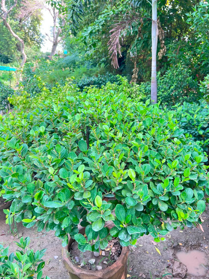 Panda Ball Ficus 18 inch