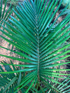 Robina Palm Plant 18 inch