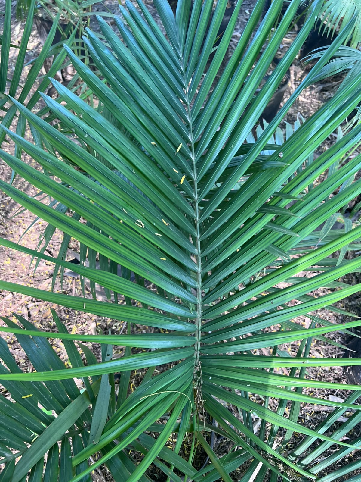 Robina Palm Plant 18 inch
