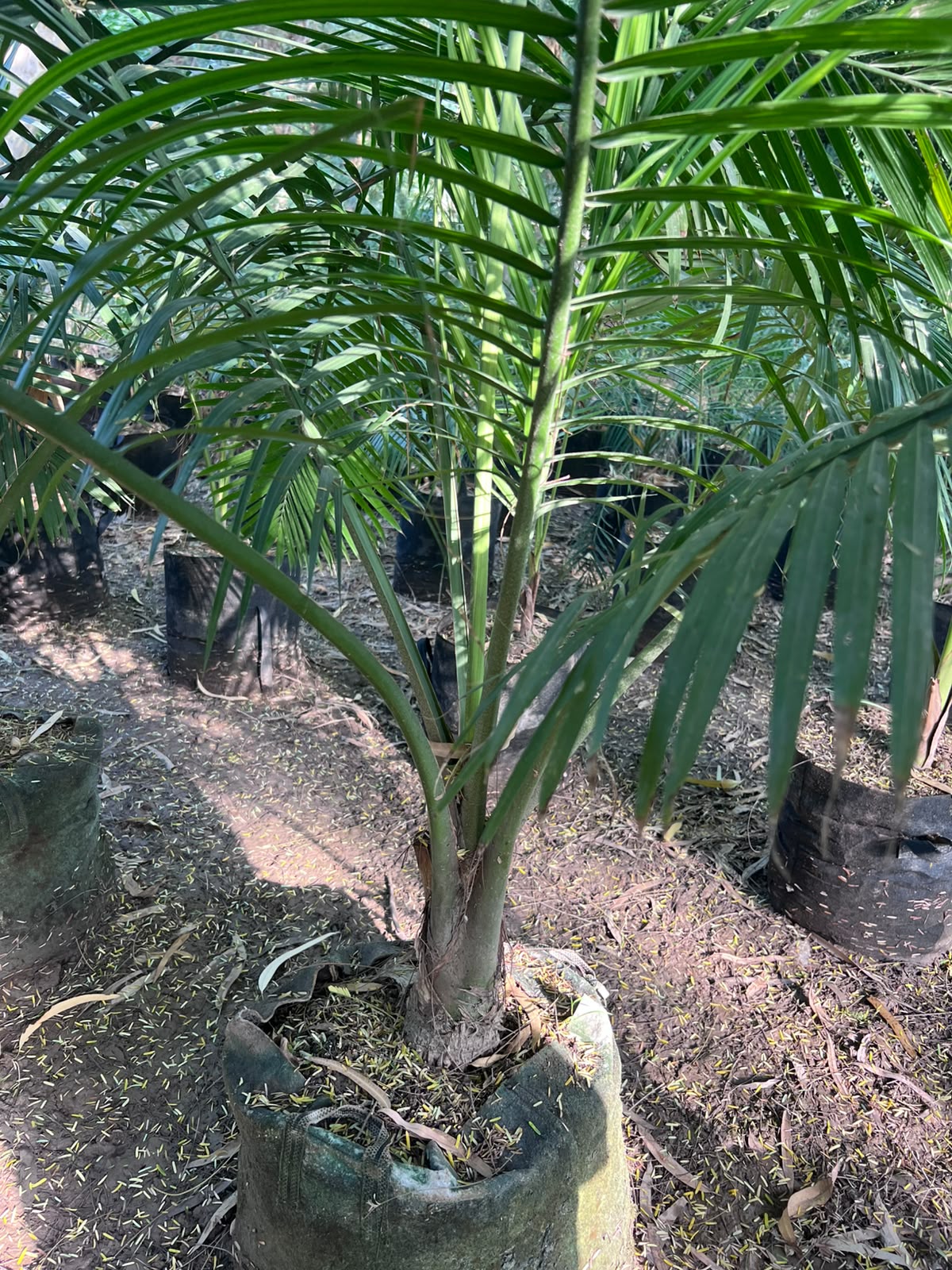 Robina Palm Plant 18 inch