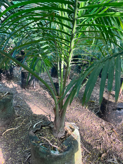 Robina Palm Plant 18 inch
