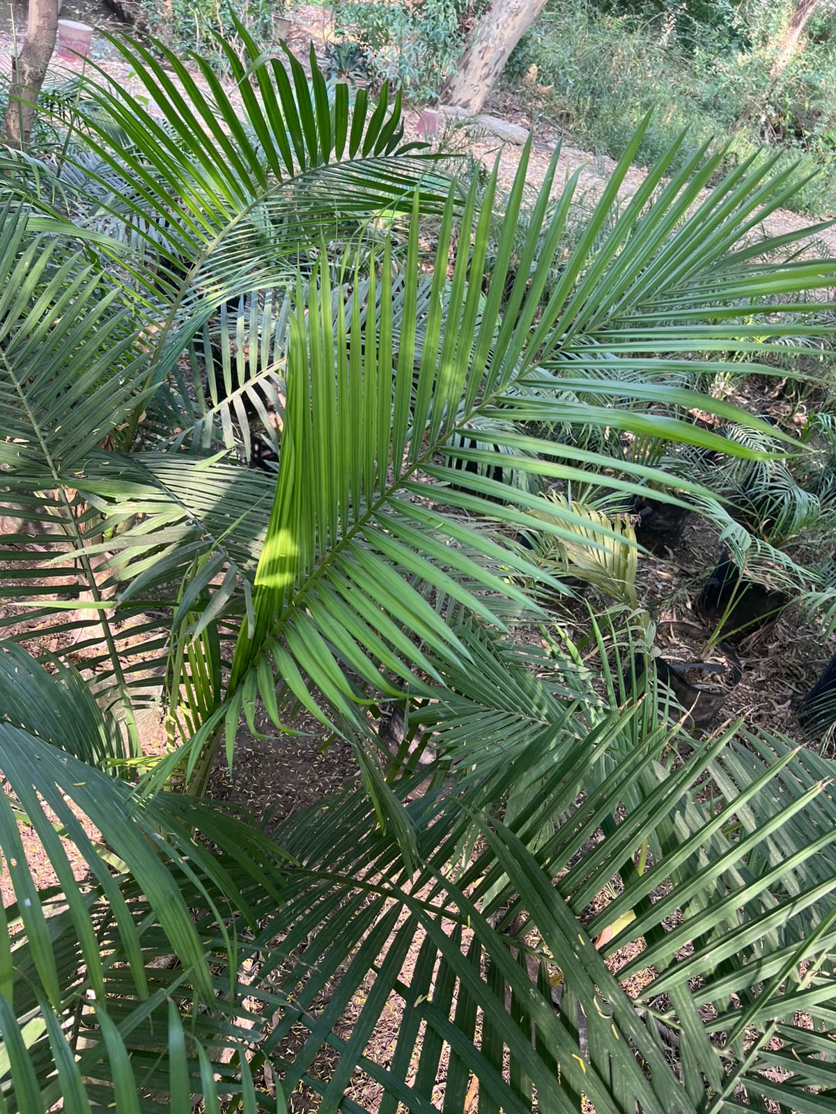 Robina Palm Plant 18 inch