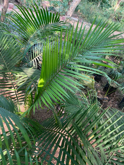 Robina Palm Plant 18 inch