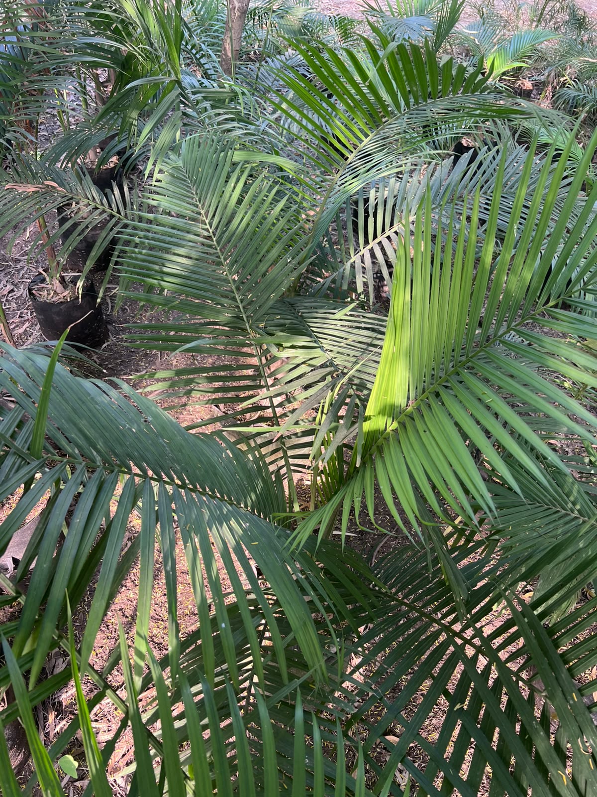 Robina Palm Plant 18 inch