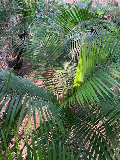 Robina Palm Plant 18 inch