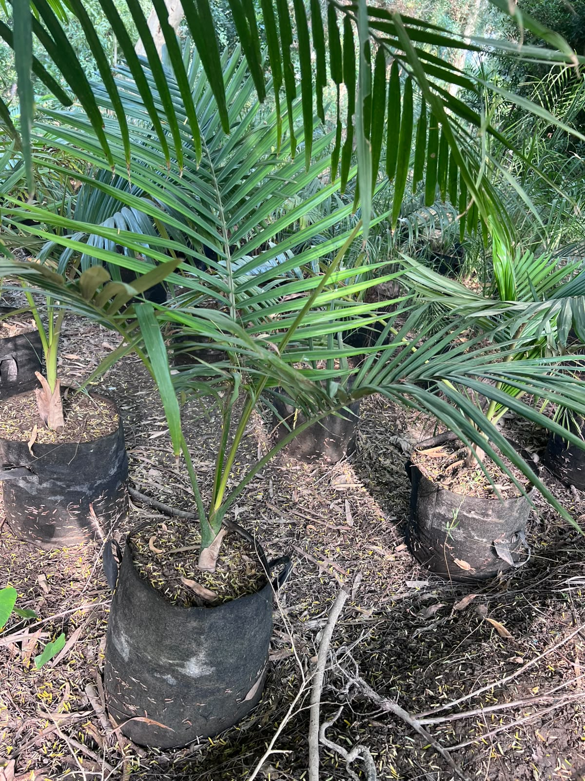 Robina Palm Plant 18 inch