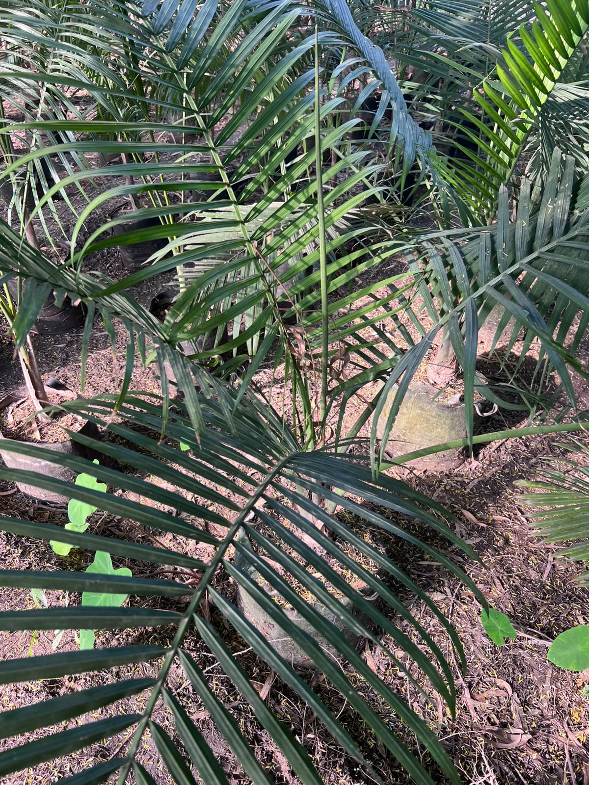 Robina Palm Plant 18 inch