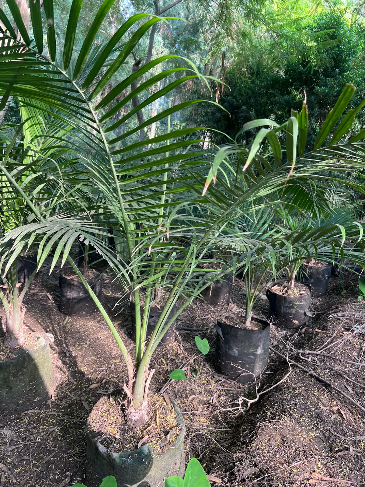 Robina Palm Plant 18 inch