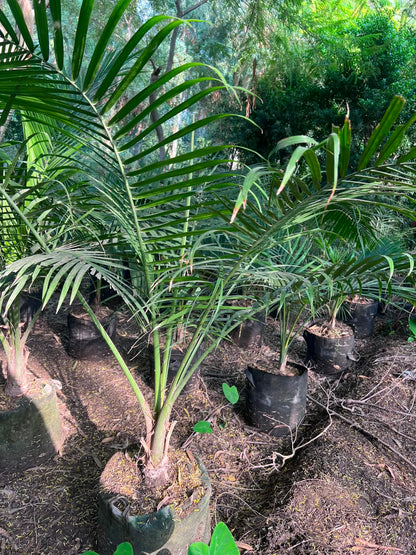 Robina Palm Plant 18 inch