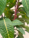 Sanchezia Plant (Orange Flame Foliage Shrub)