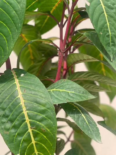 Sanchezia Plant (Orange Flame Foliage Shrub)
