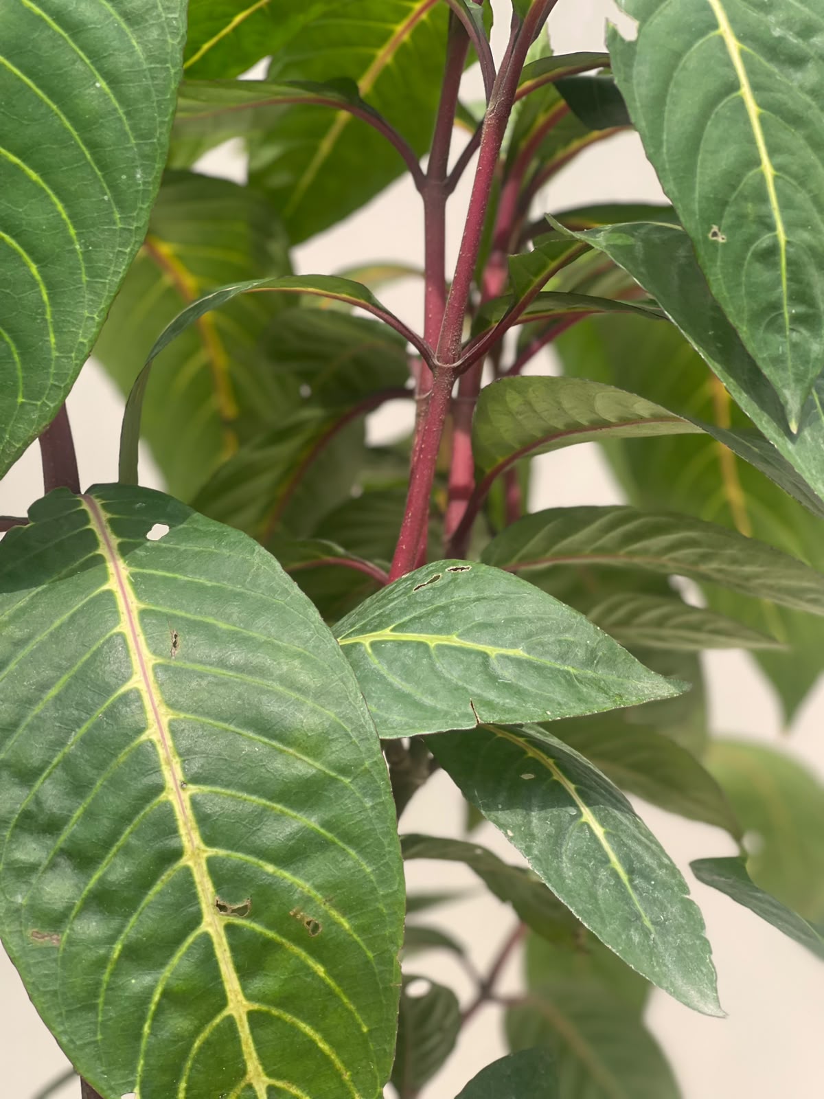 Deal 3 - Sanchezia Plant
