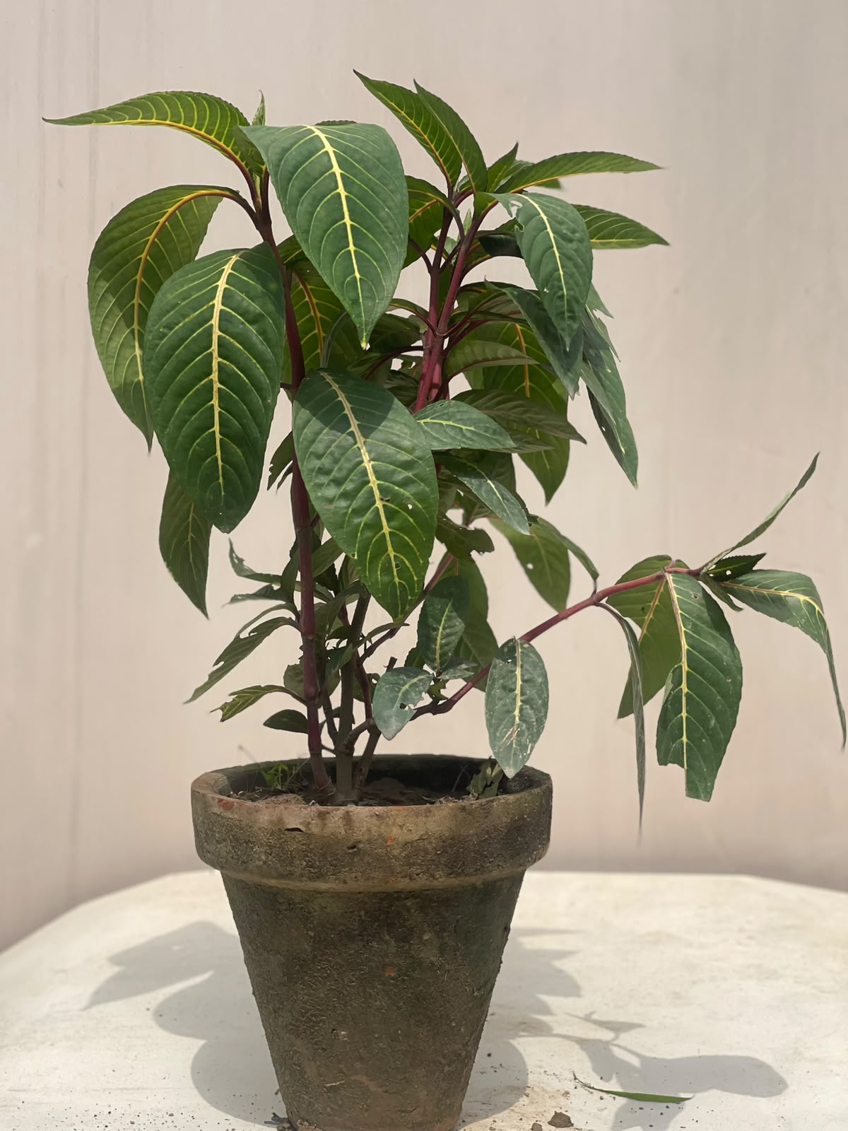 Sanchezia Plant (Orange Flame Foliage Shrub), photo 2