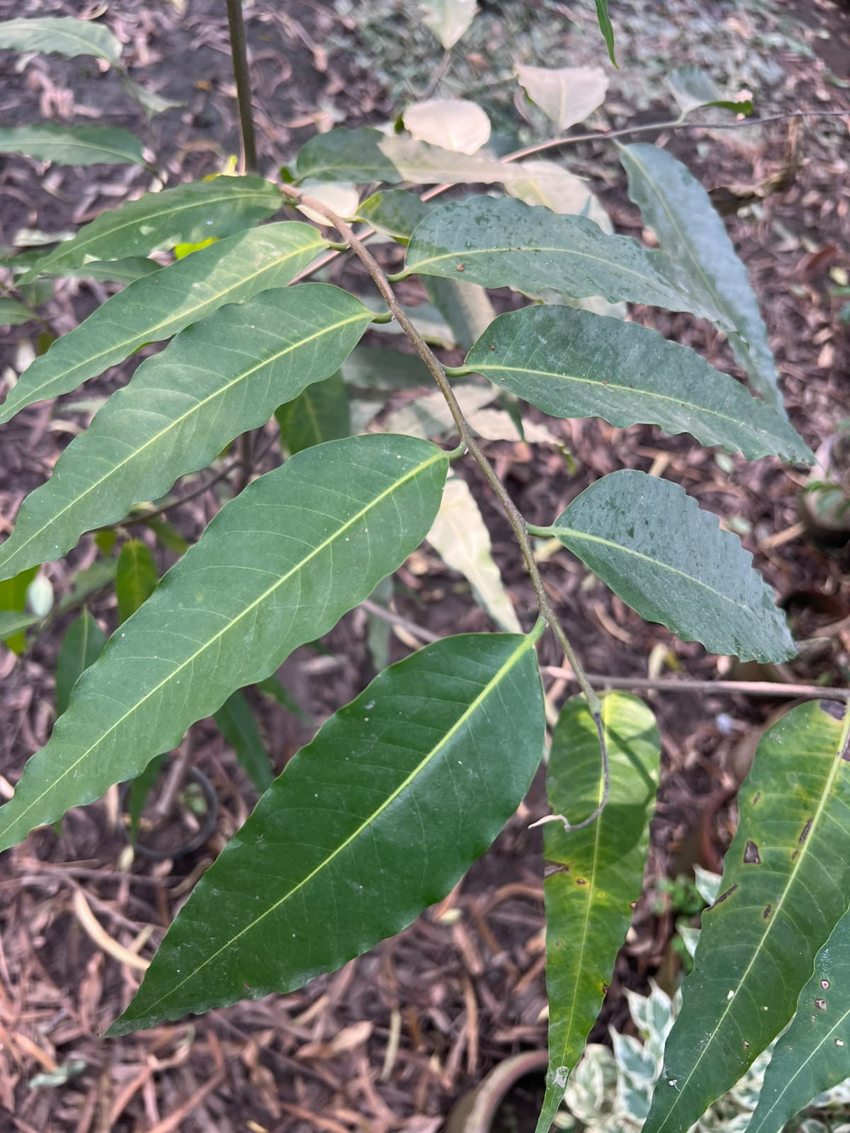Seedha Ashoka Plant 12 inch