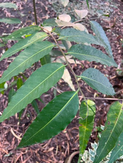 Seedha Ashoka Plant 12 inch