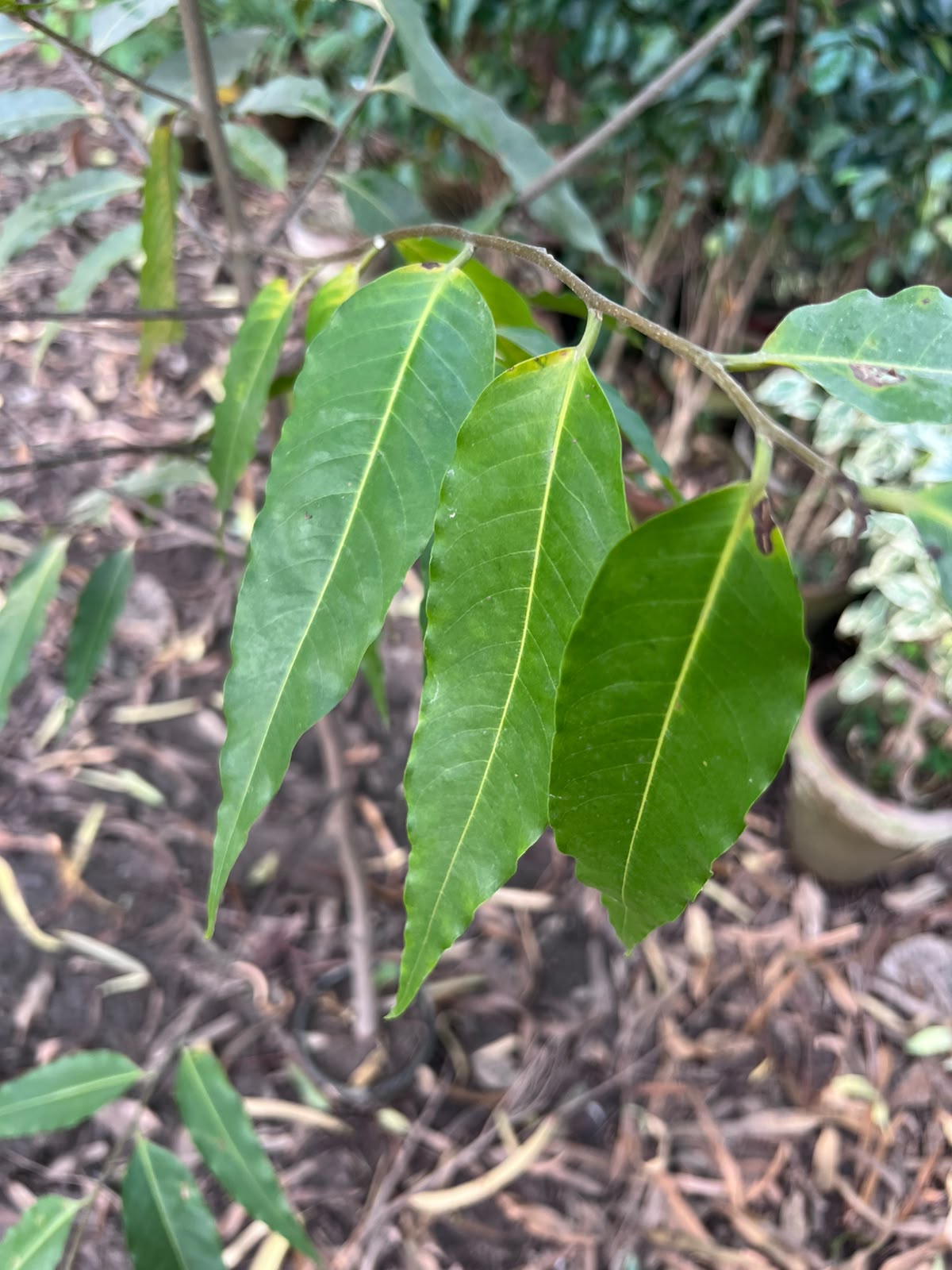 Seedha Ashoka Plant 12 inch