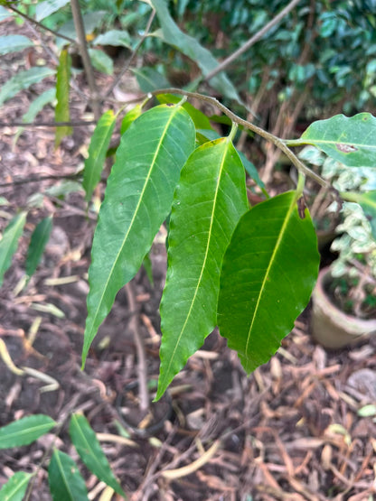Seedha Ashoka Plant 12 inch
