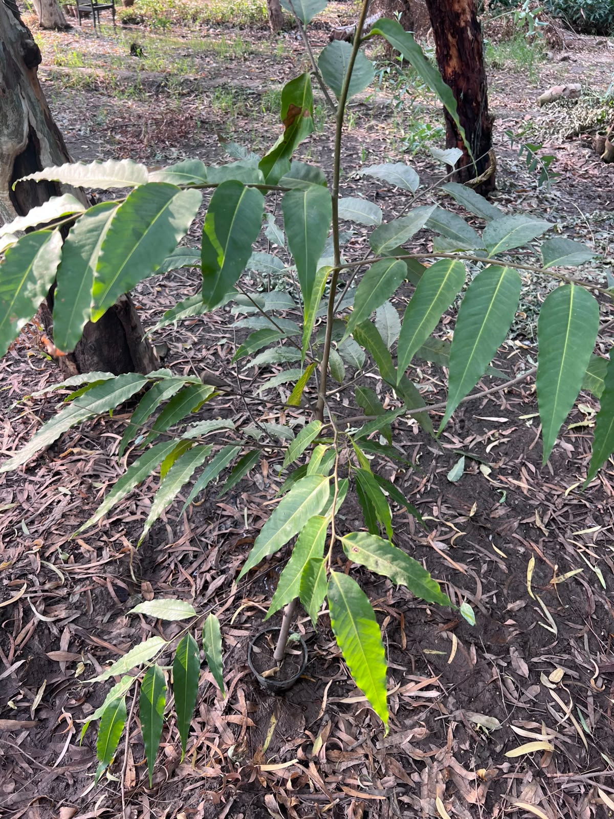 Seedha Ashoka Plant 12 inch