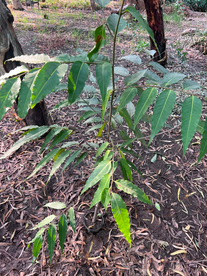 Seedha Ashoka Plant 12 inch