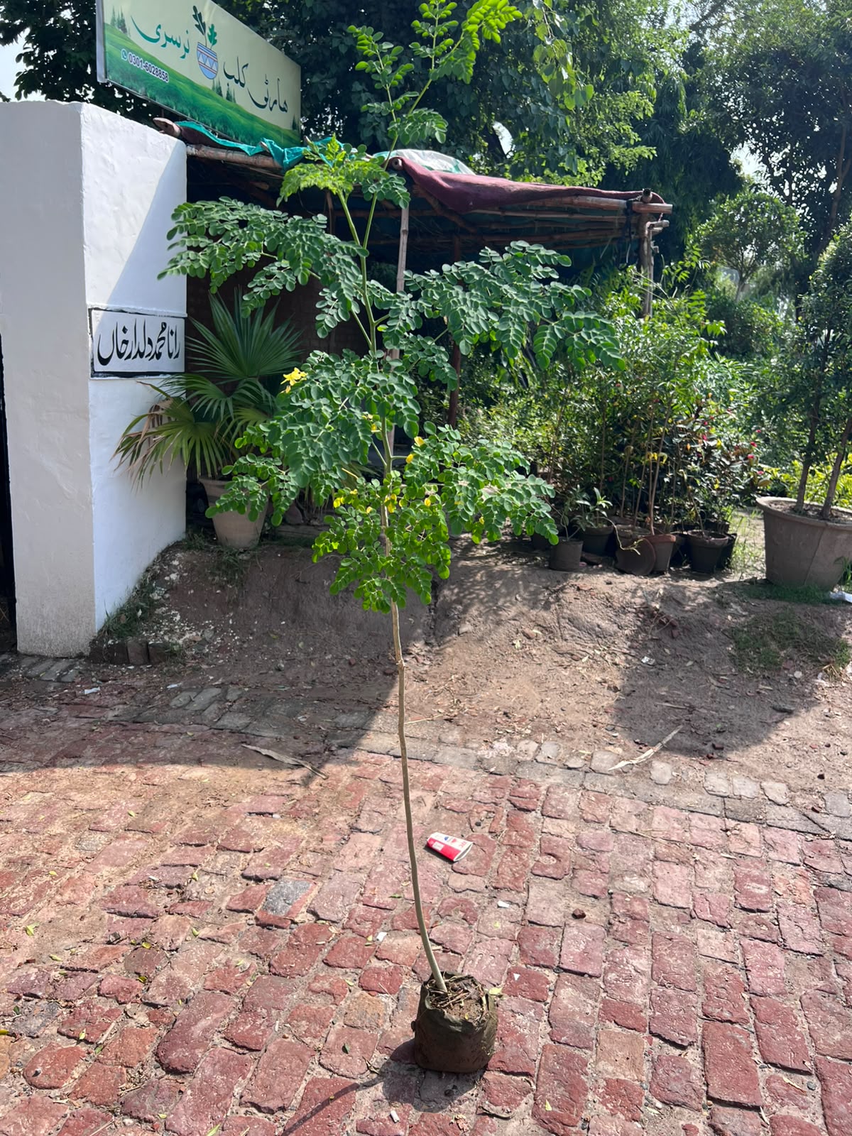 Sohanjna Plant (Moringa) 12 inch