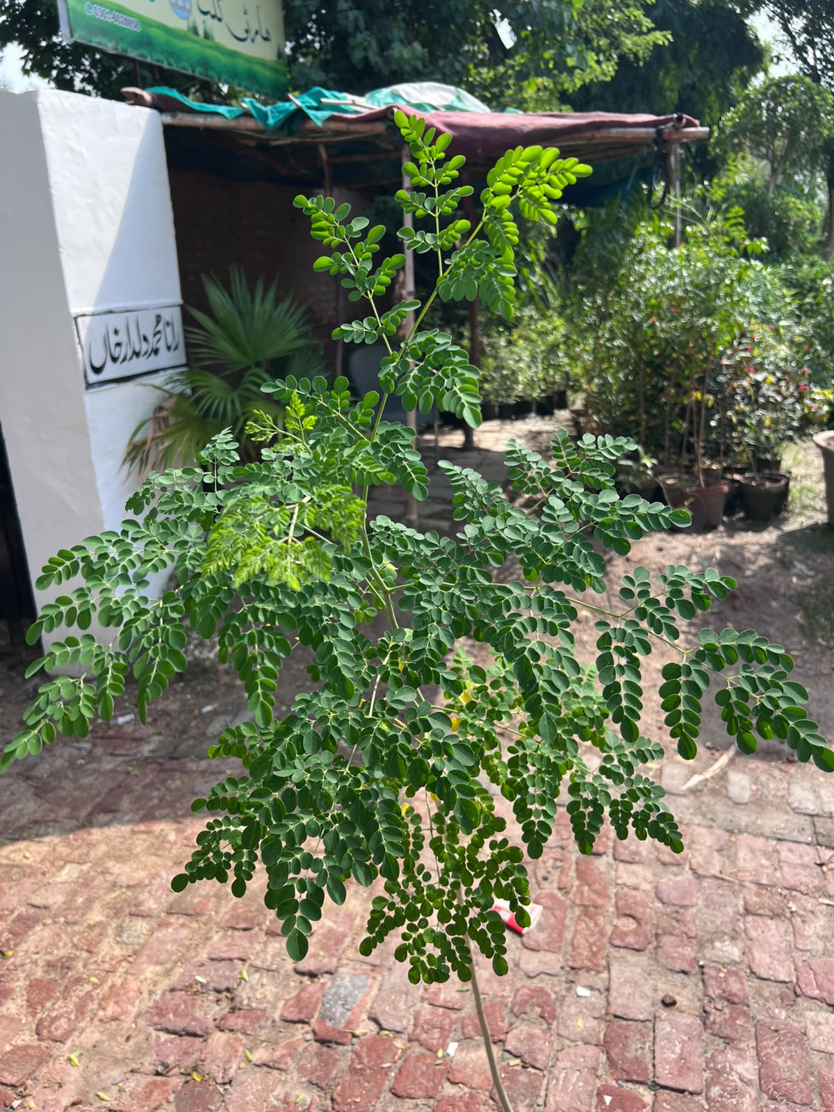 Sohanjna Plant (Moringa) 12 inch