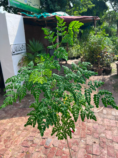 Sohanjna Plant (Moringa) 12 inch
