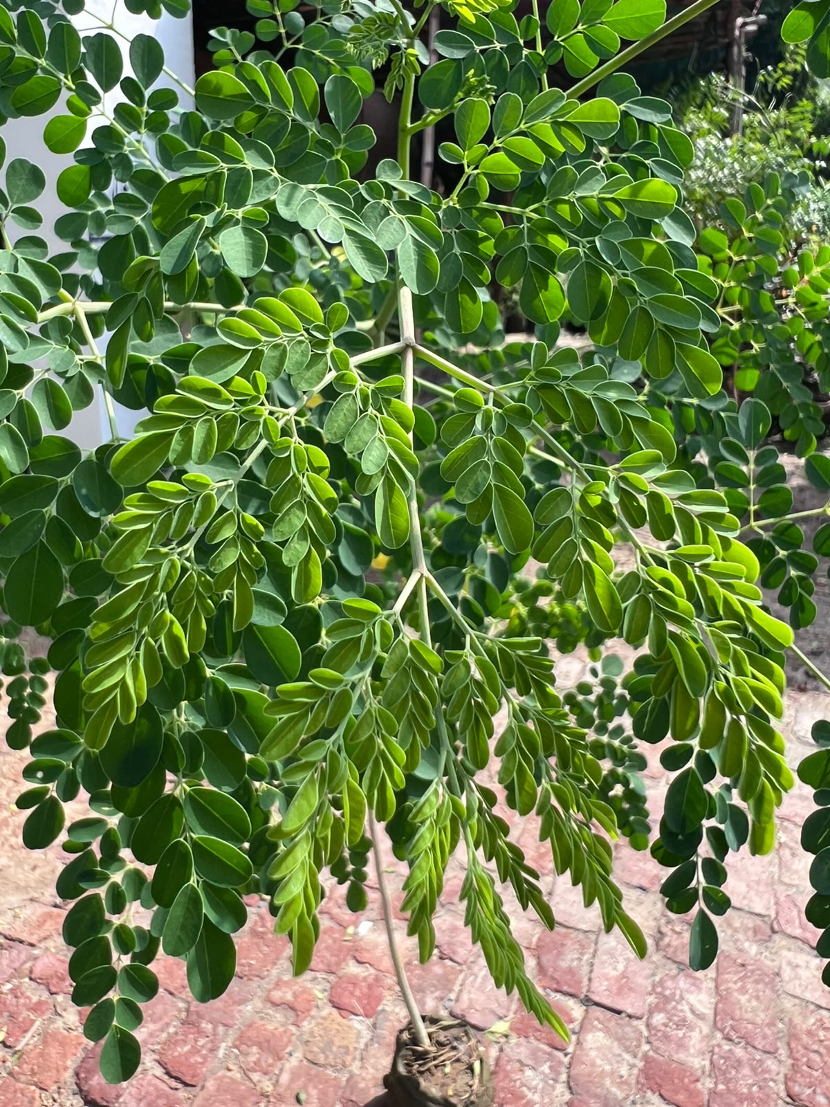 Sohanjna Plant (Moringa) 12 inch