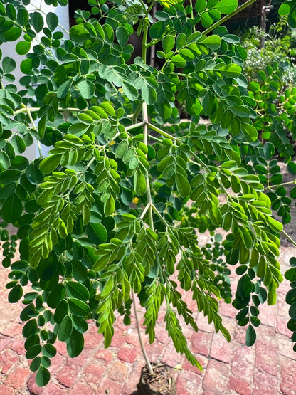 Sohanjna Plant (Moringa) 12 inch
