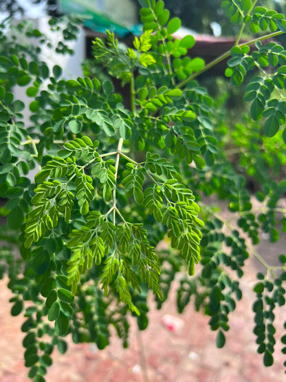Sohanjna Plant (Moringa) 12 inch