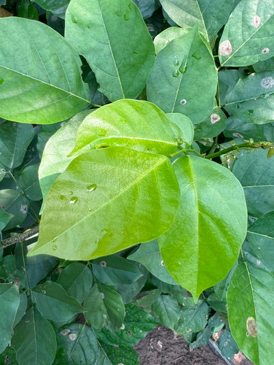 Sukh Chain plant